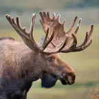 Moose Hunting Calls App iOS Icon