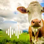 Cow Sounds App iOS Icon