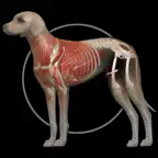 Dog Anatomy: Canine 3D iOS Icon