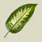 Stillness Watch: focus timer iOS Icon
