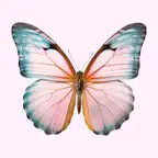 Pink-Gossip Icon