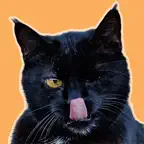 iKnowMyCat: Cat Health Tracker icon