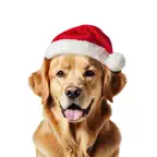 Golden Christmas iOS Icon