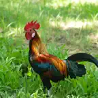 Red Junglefowl Sounds & Calls iOS Icon
