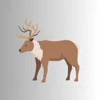 Reindeer-Caribou Sound & Calls iOS Icon
