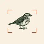 Bird Identifier iOS Icon