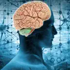 Brain Anatomy Quizzes iOS Icon