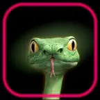 Snake Puzzle Game - Snakle iOS Icon