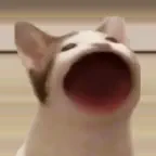 POPCAT Meme iOS Icon