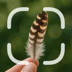 Identifier: Feather iOS Icon