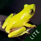 Frogs of Southern Africa LITE iOS Icon
