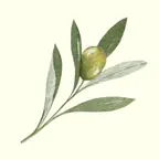Olive Branch: Remember You Can iOS Icon