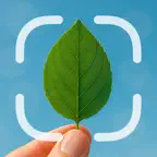 Leaf Identifier iOS Icon