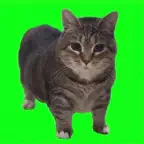 Oiia Cat AR icon