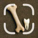 Bone, Skull & Tooth ID iOS Icon