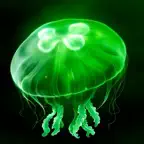 EGGJELLY icon