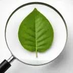 Pflanzen Scanner - PlantScan iOS Icon