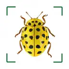 ID UK insects iOS Icon