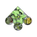 Squash RX iOS Icon
