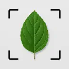 Leaf Identifier: AI Scanner iOS Icon