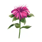 Bergamot Montessori iOS Icon