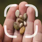 Identifier: Seed iOS Icon