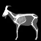 3D Caprine Anatomy iOS Icon
