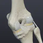 Knee Biomechanics iOS Icon