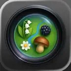 Mushroom map : Picking iOS Icon
