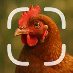 Identifier: Chicken iOS Icon