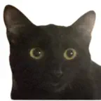 Nico's Kitty Translator iOS Icon
