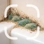 Identifier: Mold iOS Icon