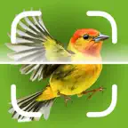 Bird Identifier: Song ID iOS Icon