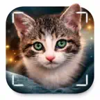 Cat Identifier. iOS Icon