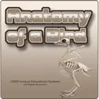 Anatomy of a Bird iOS Icon