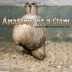 Anatomy of a Clam iOS Icon
