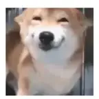 Animal meme package Stickers iOS Icon