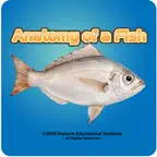 Anatomy of a Fish iOS Icon
