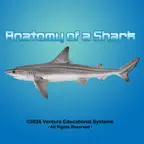 Anatomy of a Shark iOS Icon