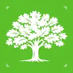 Tree Identifier: Wood & Leaf iOS Icon