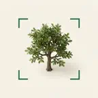 Tree Identifier - AI Tree ID iOS Icon