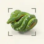 Snake ID: Snake Identifier iOS Icon