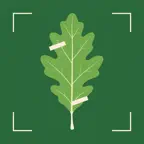 Leaf Identifier iOS Icon