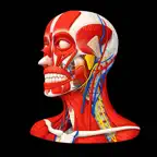 MALE 3D ANATOMY iOS Icon