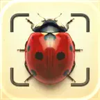 Bug Identifier: Buzzy Insect iOS Icon