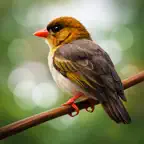 Pet Bird Coach iOS Icon