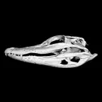 3D Reptile Skulls iOS Icon
