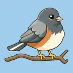 Junco: Newsletter Reader iOS Icon