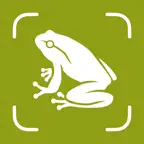 Frog Identifier – Frogium iOS Icon