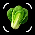 Vegetable Identifier: Vegy iOS Icon